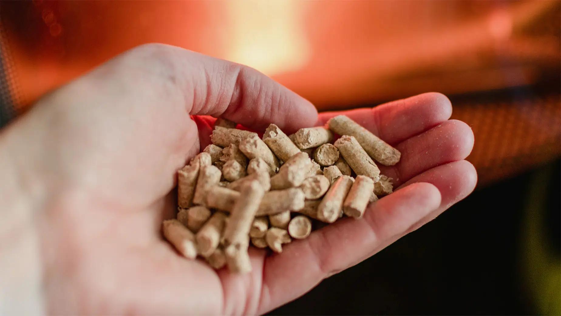 pellet do pieca centralnego ogrzewania w dłoni